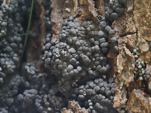 Kretzschmaria clavus observed 2024-06-02