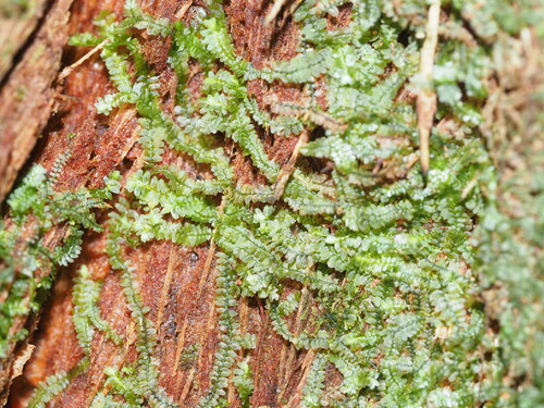 Bazzania brighamii