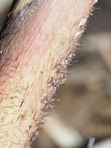 Image of Phyllostachys nigra by (c) Kevin Faccenda, some rights reserved (CC BY)