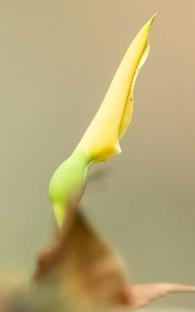 Remusatia hookeriana
