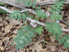 Hydrophyllum occidentale
