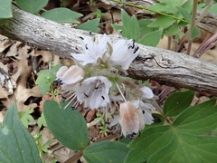 Hydrophyllum occidentale