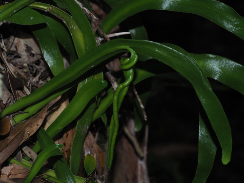 Image of Ophioderma pendulum by (c) Kevin Faccenda, some rights reserved (CC BY)