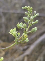 Lonicera interrupta