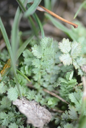 Acaena buchananii, photograph 1