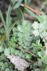 Acaena buchananii, photograph (c) Jon Sullivan, some rights reserved (CC BY)