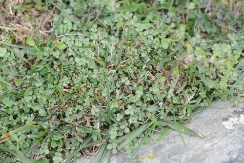 Acaena buchananii