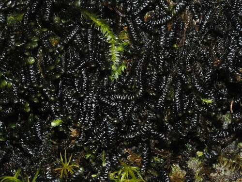 Lopholejeunea nigricans