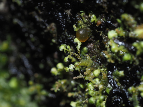 Radula javanica