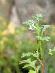 Nemophila parviflora