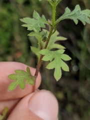Nemophila parviflora