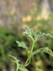 Nemophila parviflora