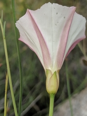 Calystegia longipes
