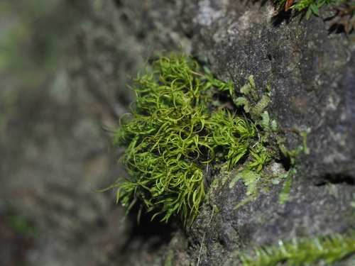 Chionoloma angustatum observed 2024-06-02
