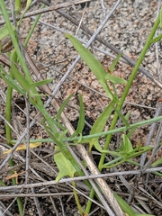 Calystegia longipes