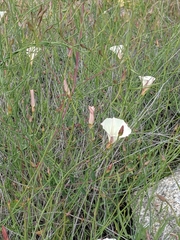 Calystegia longipes
