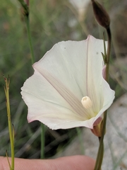 Calystegia longipes
