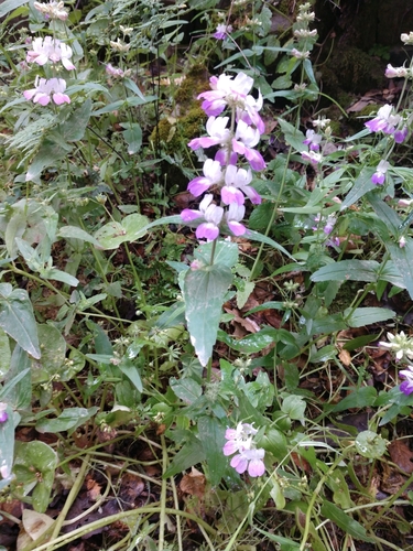 iNaturalist observation photo of Purple Chinese Houses