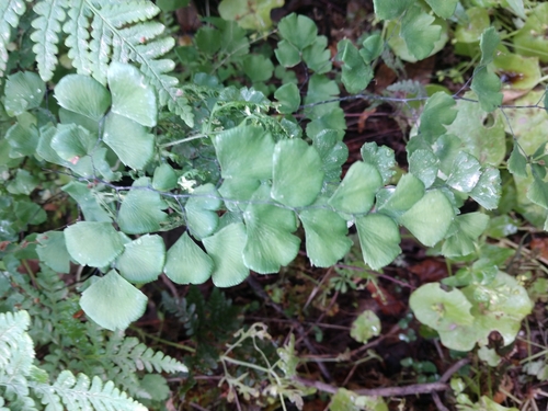 iNaturalist observation photo of California Maidenhair Fern