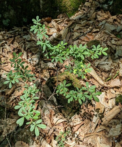 Caragana ussuriensis, photograph 3