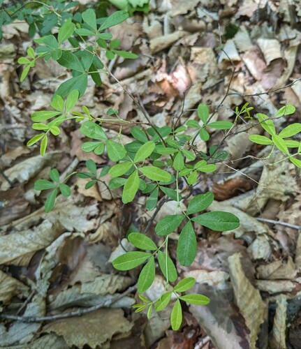 Caragana ussuriensis, photograph 4