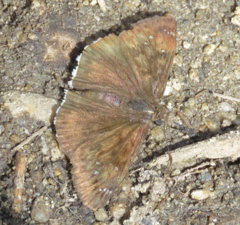 Erynnis tristis