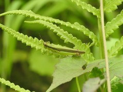 Gesonula punctifrons