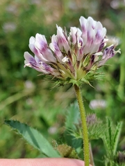 Trifolium obtusiflorum