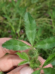 Trifolium obtusiflorum