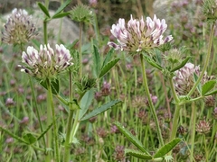 Trifolium obtusiflorum