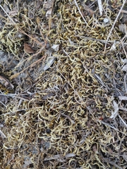 Homalothecium aeneum