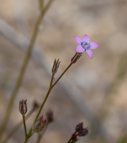Image of Gilia lyndana by (c) Fluff Berger, some rights reserved (CC BY-SA)
