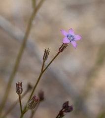 Gilia flavocincta