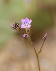 Gilia flavocincta