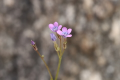 Gilia flavocincta