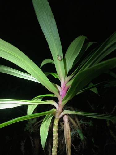 Philonesia observed 2024-05-30