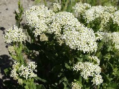 Lepidium appelianum