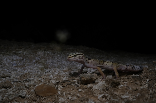 Iranian Fat-tailed Gecko