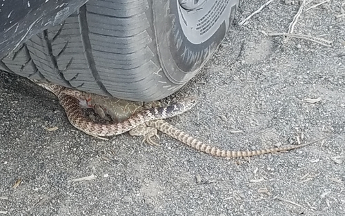Long-nosed Leopard Lizard, Collins Canal, Big Pine, CA 93513, USA, photo 5 of 10