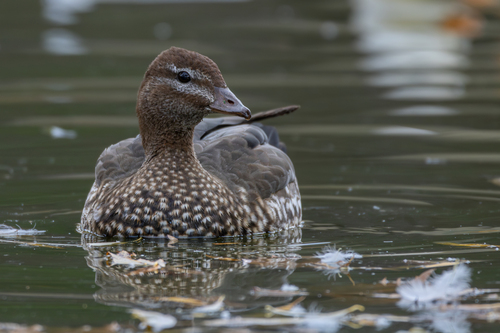 Canard à crinière