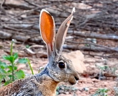 Lepus alleni
