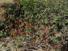 Acmispon decumbens