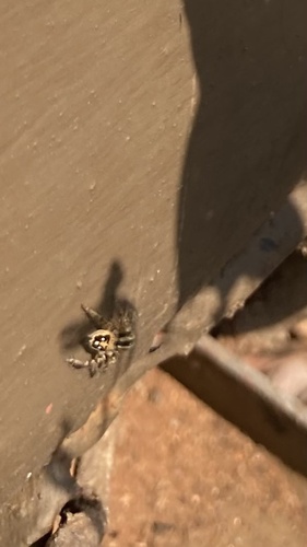 Stenaelurillus guttiger