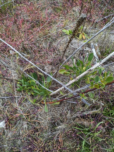Lawrencia spicata observed 2024-06-02