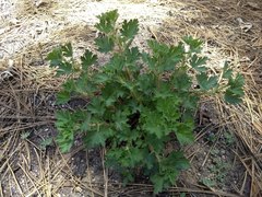 Ribes roezlii roezlii