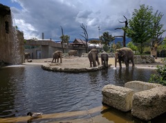 Elephantidae
