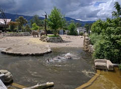 Elephantidae