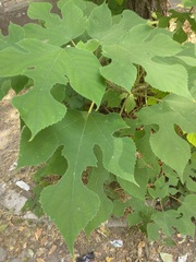 Broussonetia papyrifera