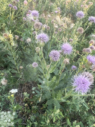 Cirsium arvense integrifolium