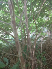 Broussonetia papyrifera